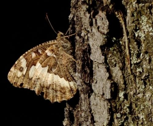 Réf. 255 813 : Brintesia circe